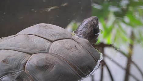 a giant tortoise, a species of land tortoise, walks in an animal sanctuary