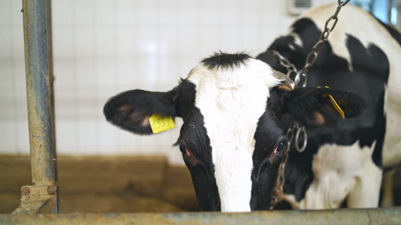 Black and white cow in a farm barn. Dairy cow standing in agricultural farm for producing natural milk. Close-up.