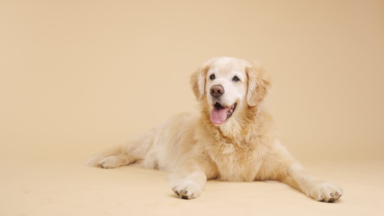 골든 리트리버 개
