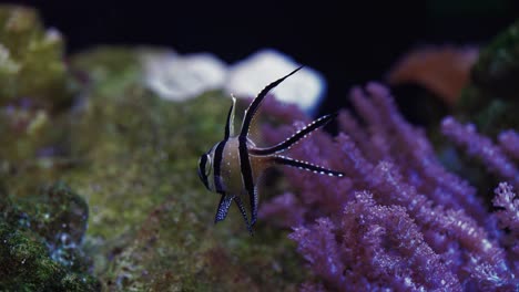 peces cardenal nadando en el acuario de agua salada