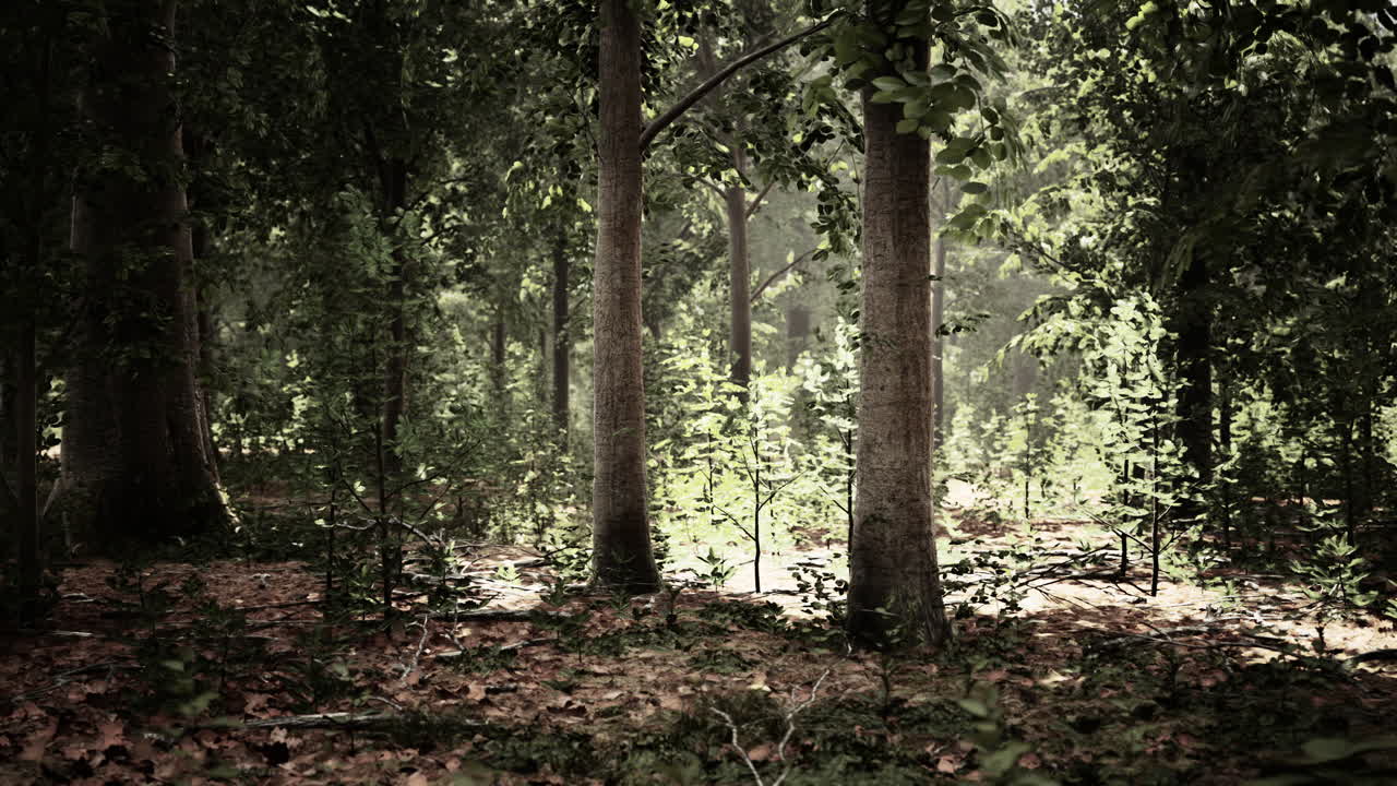 camino del bosque iluminado por el sol