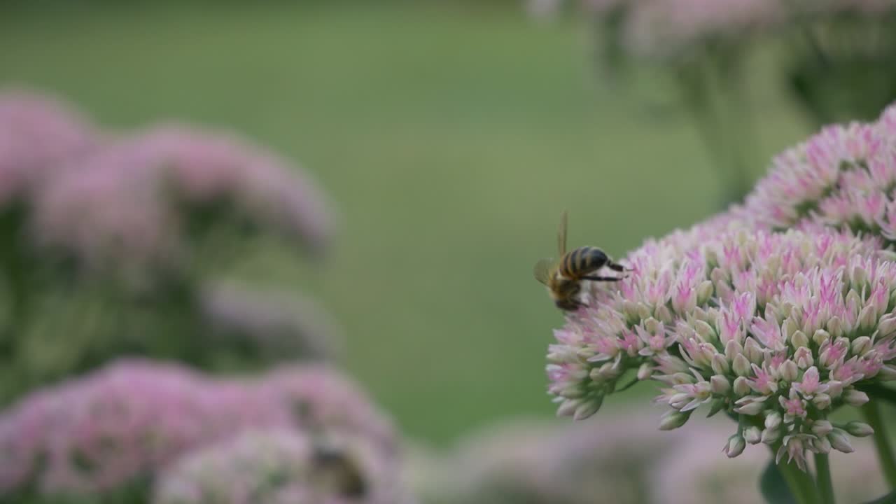 Bee Pollinates Pink Flower and Crawls Around Close Up High Depth of Field