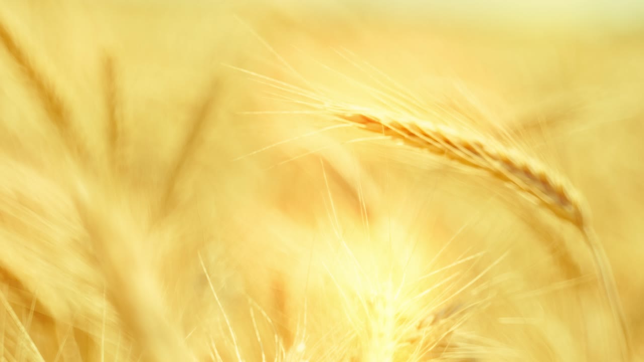 Golden wheat ears swaying in warm sunlight, symbolizing harvest, nature's abundance, and the serenity of a summer field at sunset. Close-up with beautiful soft focus. Cinematic.