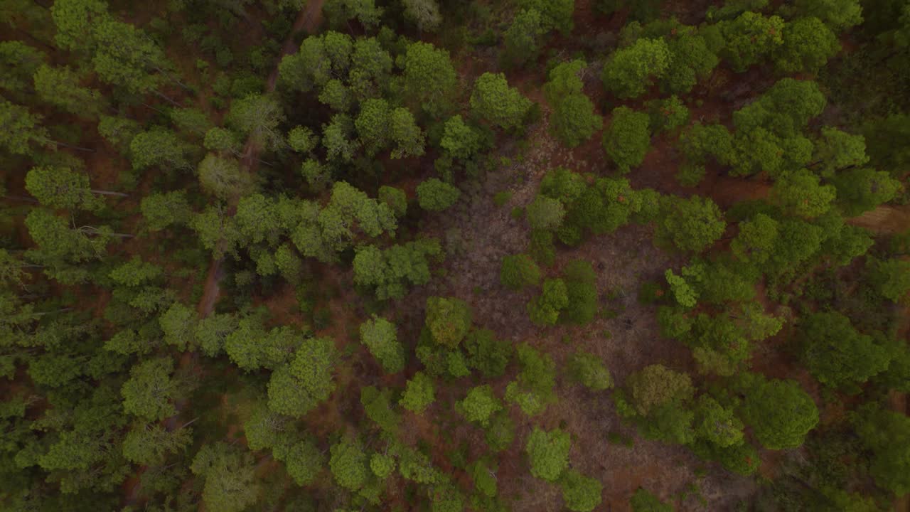 imágenes de un avión no tripulado de un parque nacional lleno de pinos