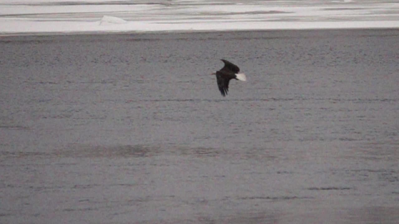 Bald Eagle Flying Over Icy River in Winter