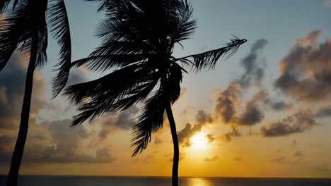 time lapse of green palm trees waving in wind at sea during sunset time