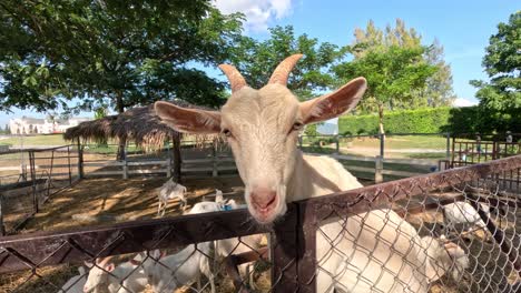 cabras explorando e interactuando en un entorno agrícola