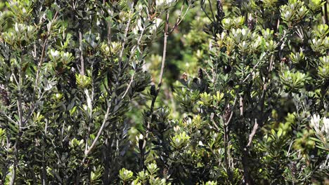 leaves and branches swaying gently