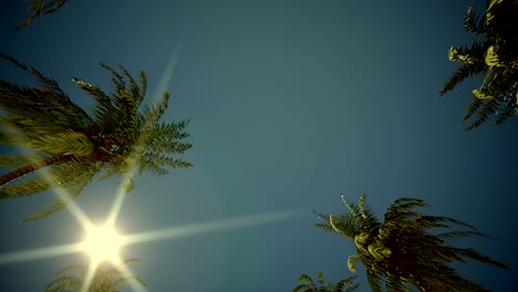 driving through palm tree alley