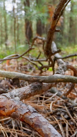 large old pine tree branch and sticks on dry needles in wild forest slow motion. probe lens footage of unspoiled fall nature in wood macro view