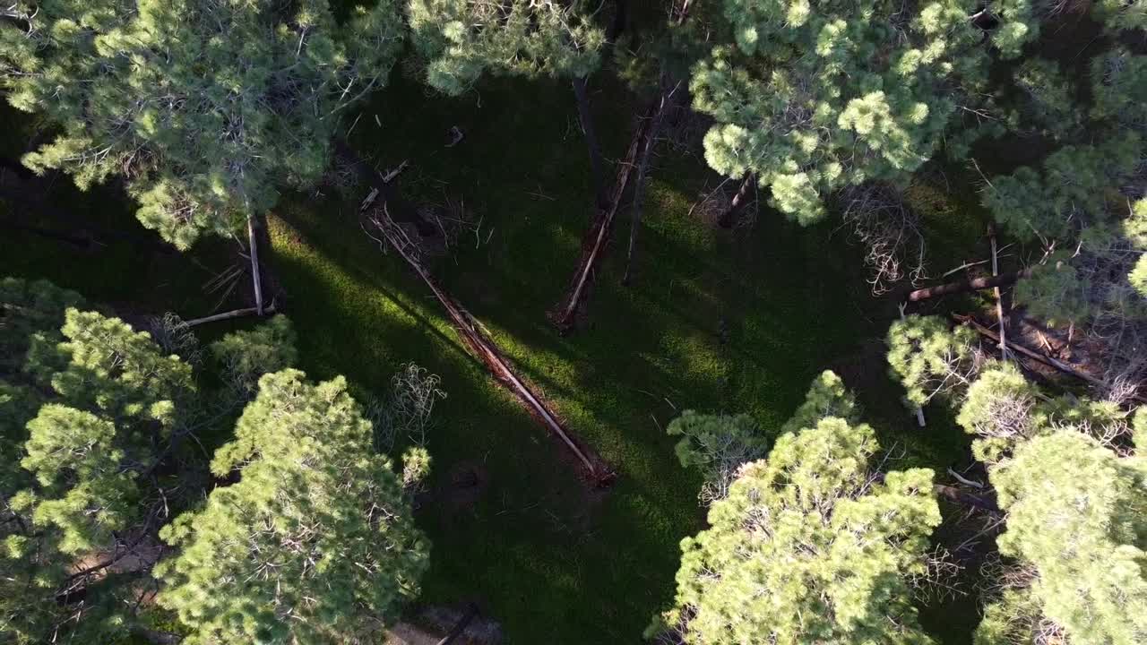 Aerial ascent zooming out above Pine Tree Forest Plantation from closeup in Gnangara, Perth WA