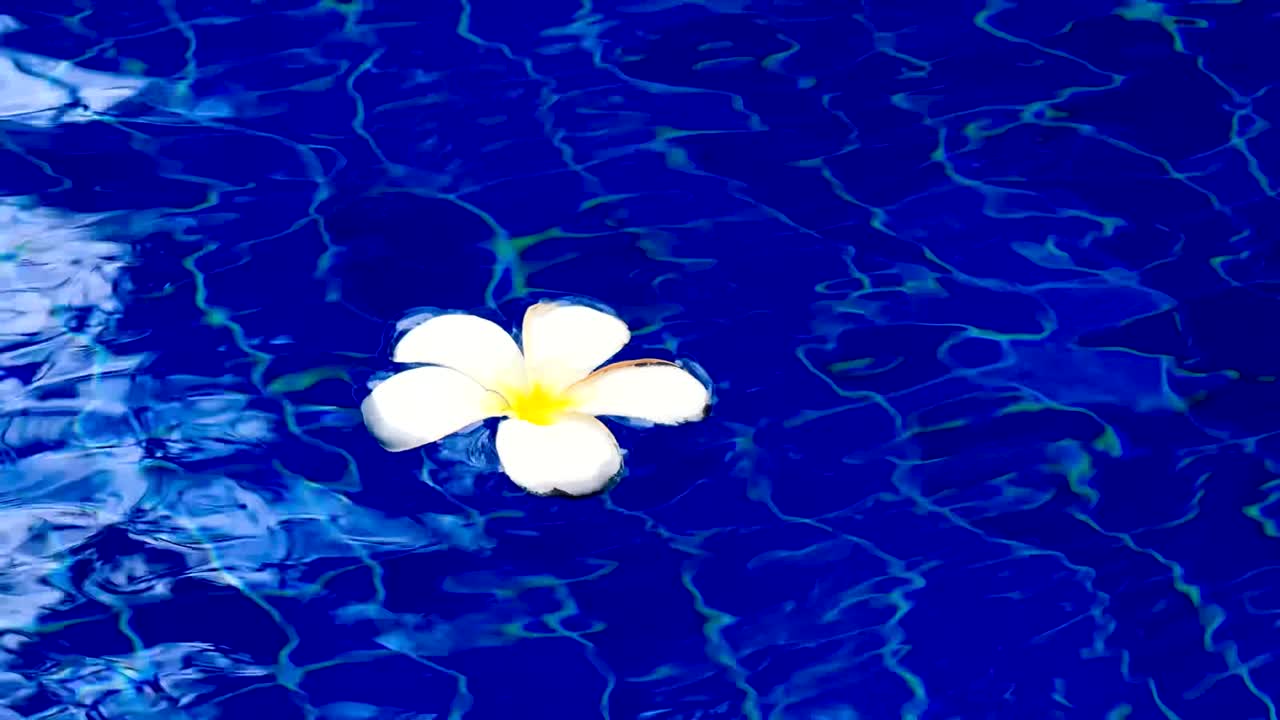 Un fiore di frangipani bianco che galleggia nella piscina a Bali, in Indonesia