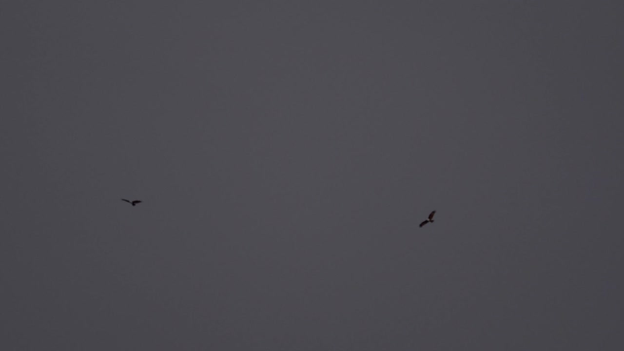 쿠알라룸푸르의 페트로나스 타워 위를 날고 있는 독수리 두 마리