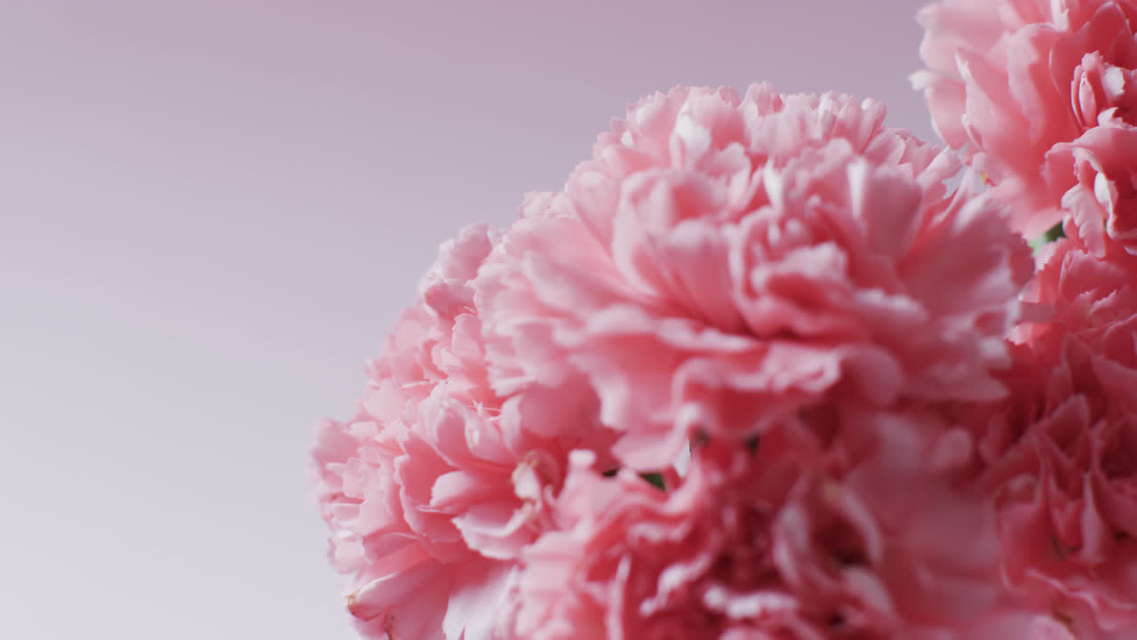 video de primer plano de un ramo de flores rosadas con espacio de copia en fondo rosa