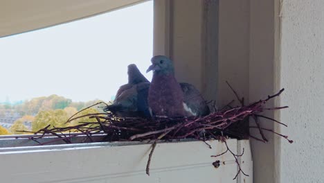 Dos-Jóvenes-Palomas-De-La-Ciudad-Polluelos-Sentados-Juntos-En-Un-Nido-De-Palomas