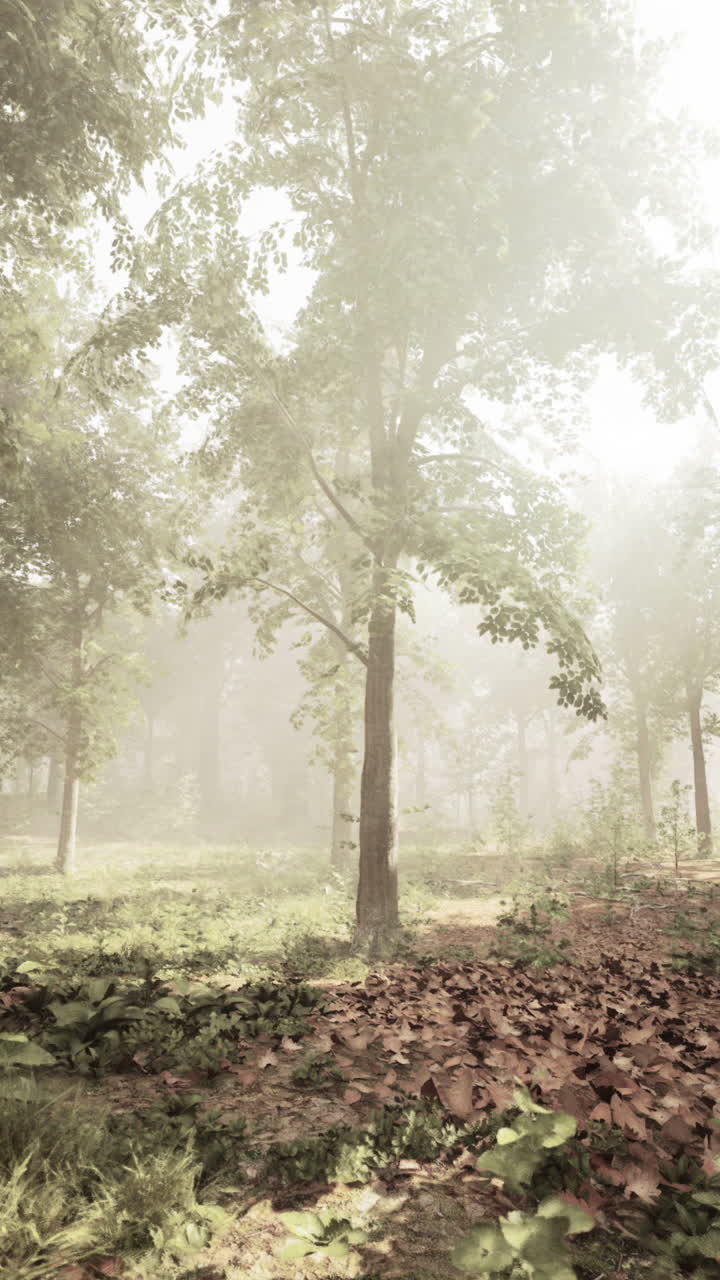 안개 숲의 장면