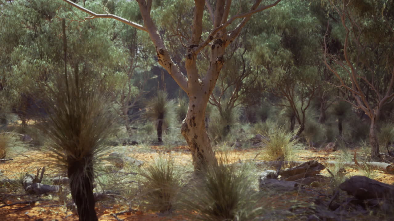 Beautiful landscape showcasing diverse vegetation in a peaceful forest setting