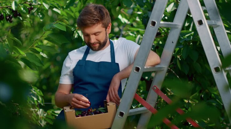 Farm worker harvesting berry fruits small box in green trees plantation smiling