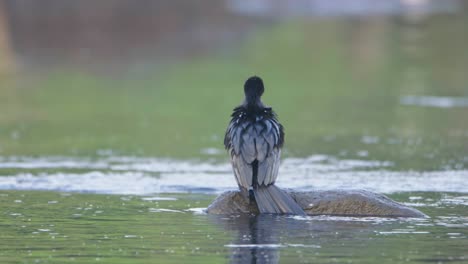 Ein-Einzelner-Indischer-Kormoran-Sitzt-An-Einem-Wintermorgen-Auf-Einem-Felsen-Mitten-Im-Fluss