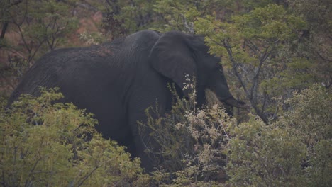 african elephant eating grass with its prehensile trunk in forest