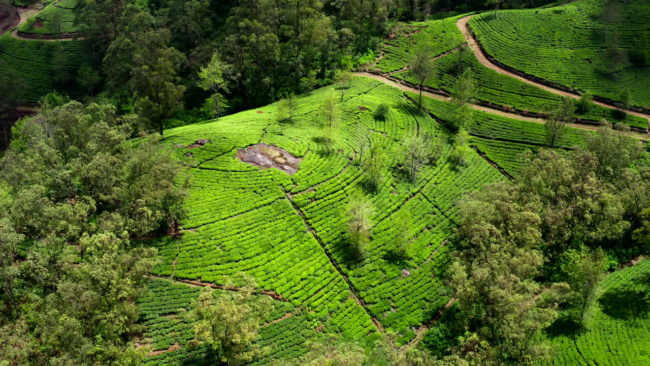 Panoramic drone flight over lush tea plantations near Ella, Sri Lanka