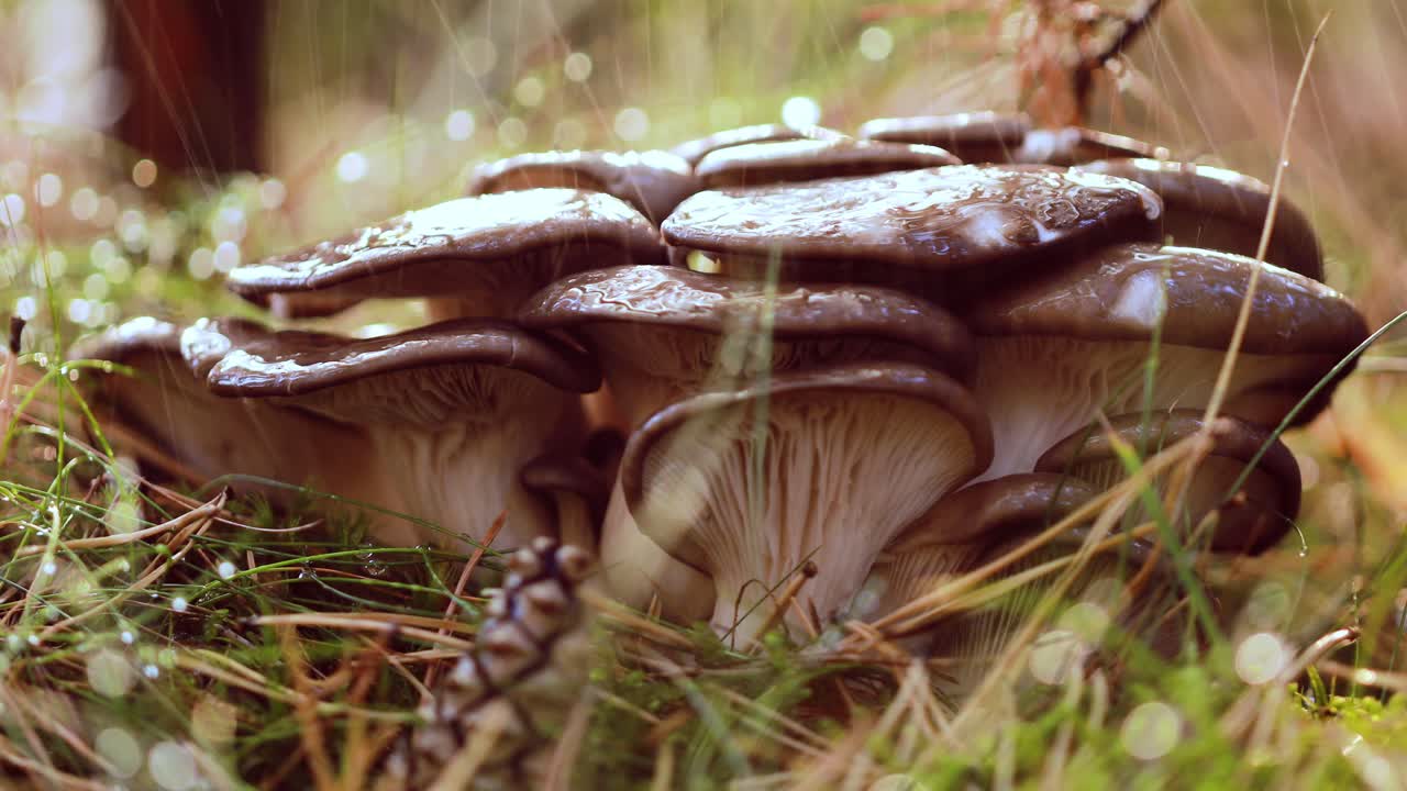 hongos pleurotus en un bosque soleado bajo la lluvia.