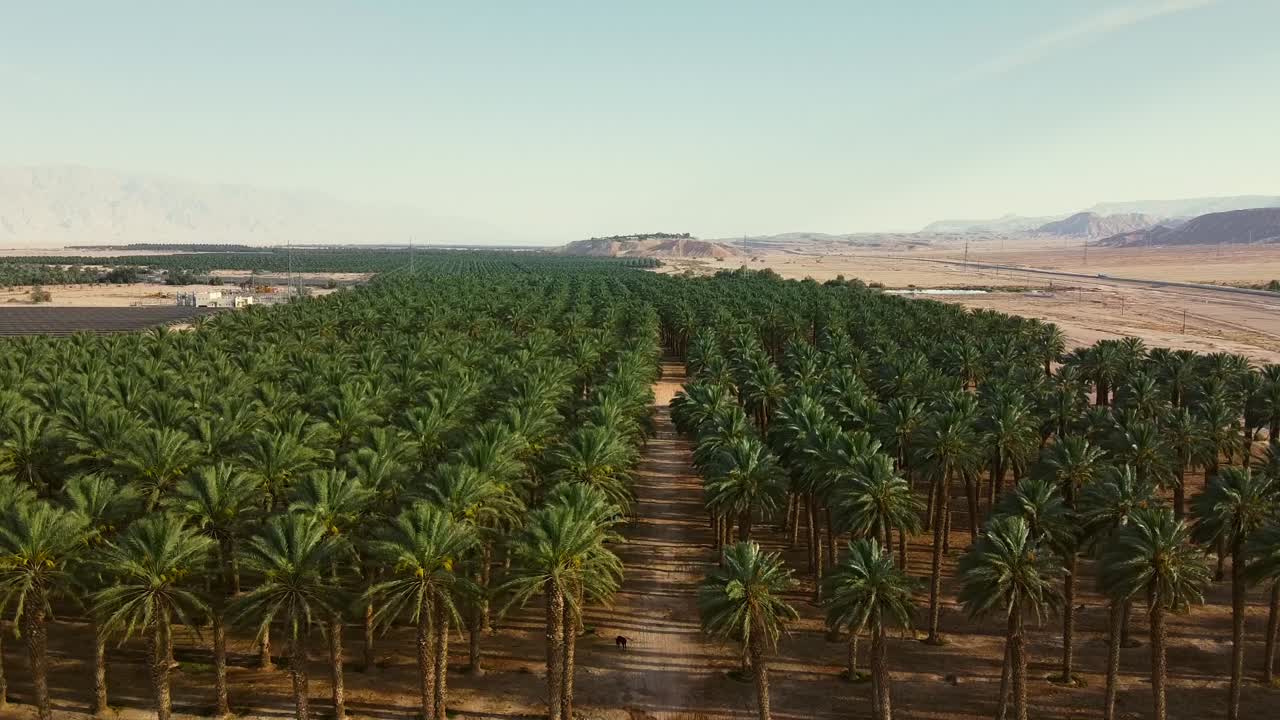 Drone hovers above a date palm plantation in southern Israel’s desert, Middle East. Revealing an endless expanse of trees stretching in perfect symmetry to the horizon