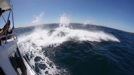 humpback whale encounter