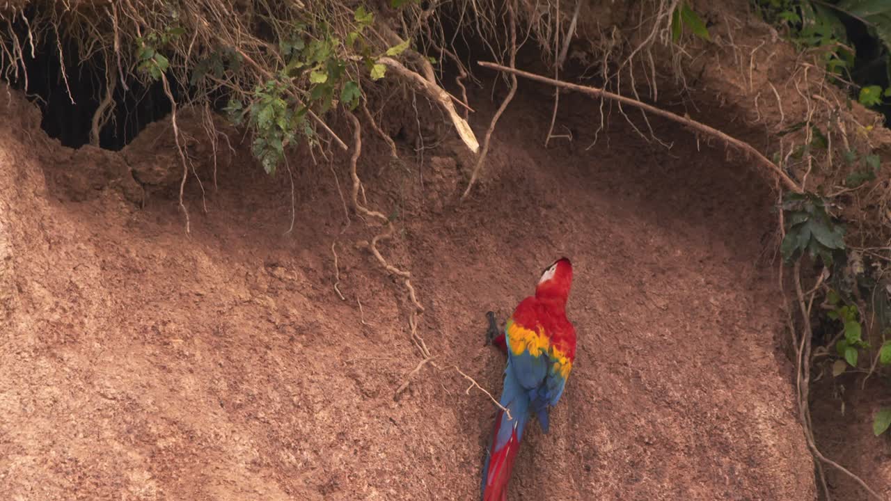 el solitario guacamayo escarlata salta y cambia de posición en la arcilla chuncho para acceder a la arcilla correcta para comer
