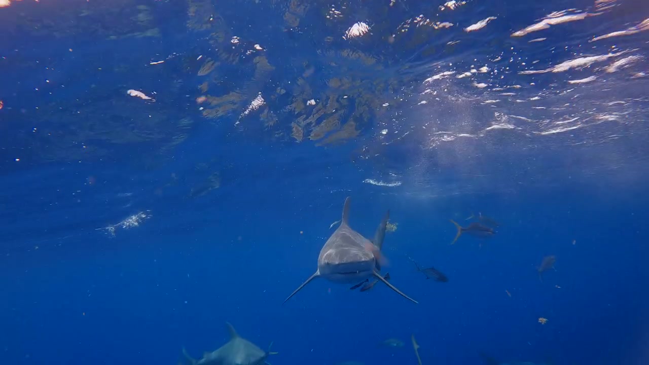 Bull sharks trying to feed off school of fish on ocean surface - wide shot