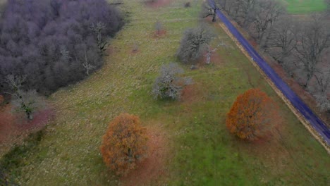 Countryside-landscape-with-old-oaks-and-road