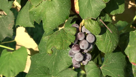 clusters of grapes hanging on the grape vines in the rural countryside