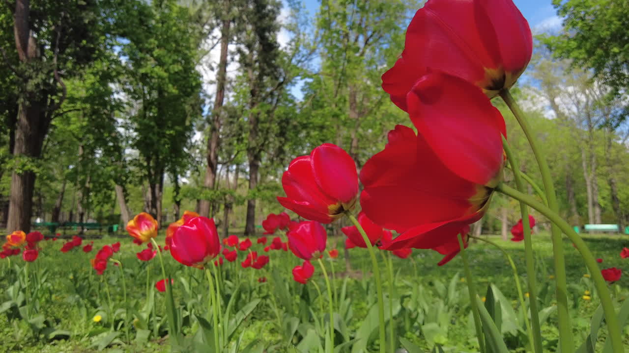 Multiple red tulips moving in the wind in a garden