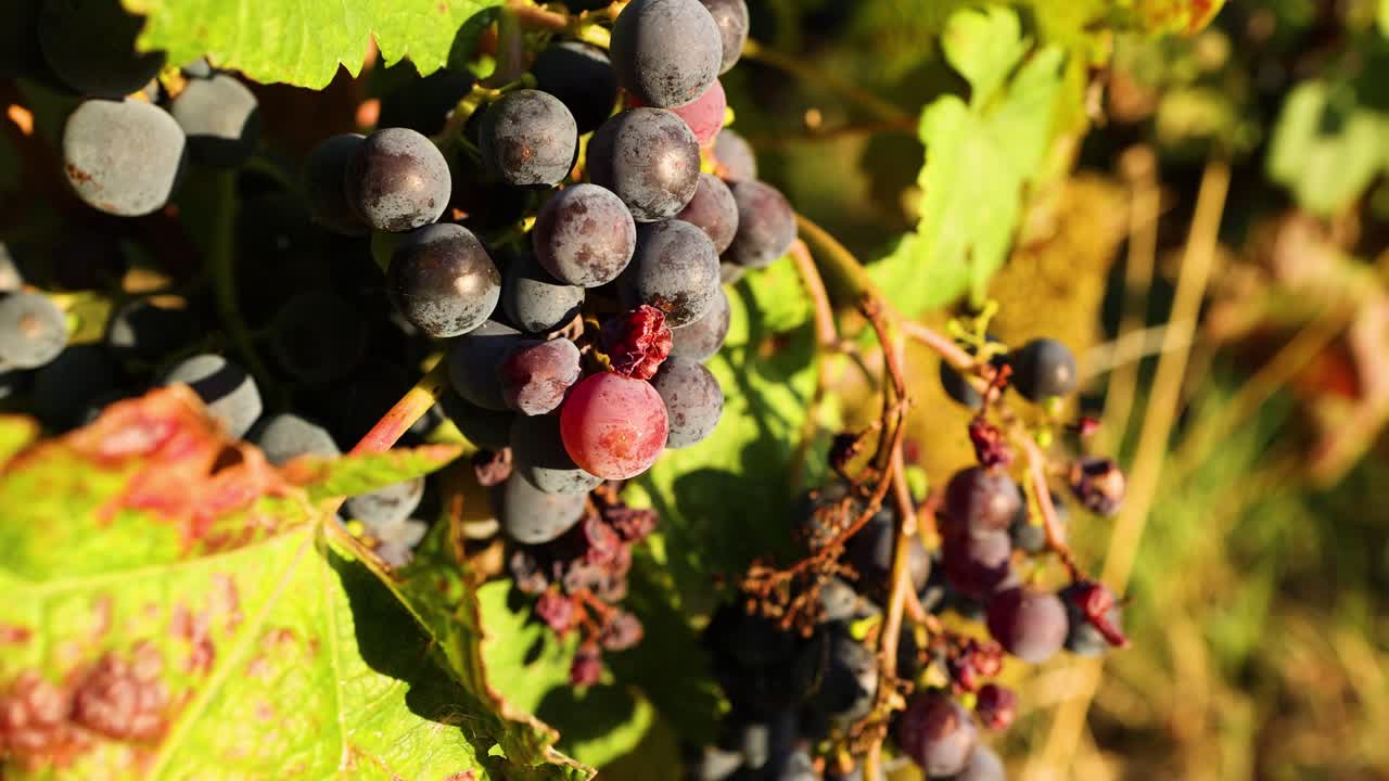 primer plano del racimo de uvas en la vid