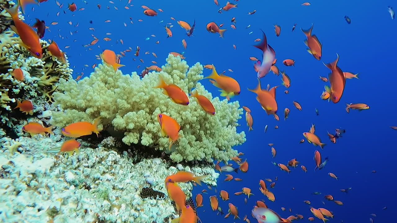 Ryba anthias a měkký korál alcyonacea v proudícím mořském proudu podél Velkého bariérového útesu