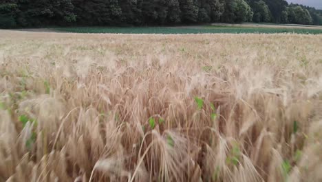 Low-drone-shot-of-gold-wheat-field-near-green-forest-at-sunset