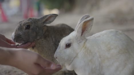 two rabbits being fed on okunoshima, rabbit island in hiroshima japan