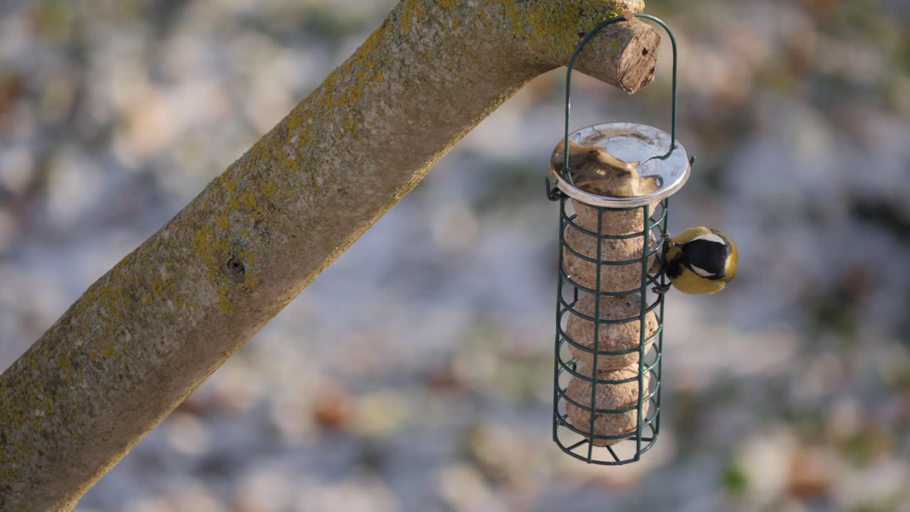 las grandes tetas comen bolas gordas por turnos