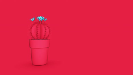 el cactus 4k