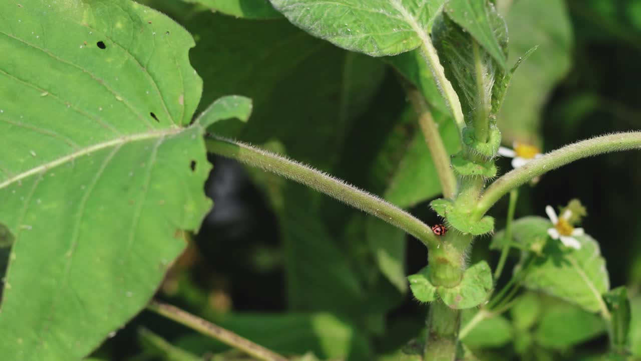 la mariposa se arrastra alrededor de hojas verdes y flores.
