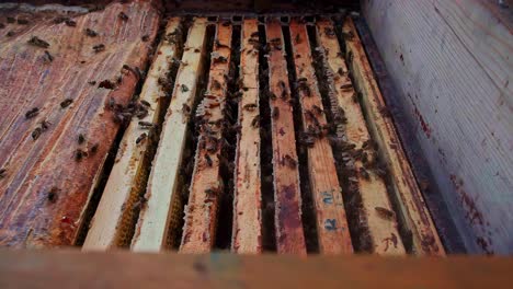 a slow-motion close-up shows a beekeeper's hand using a hive tool to carefully pry up and lift a wooden frame covered with bees from inside a bustling beehive during an inspection