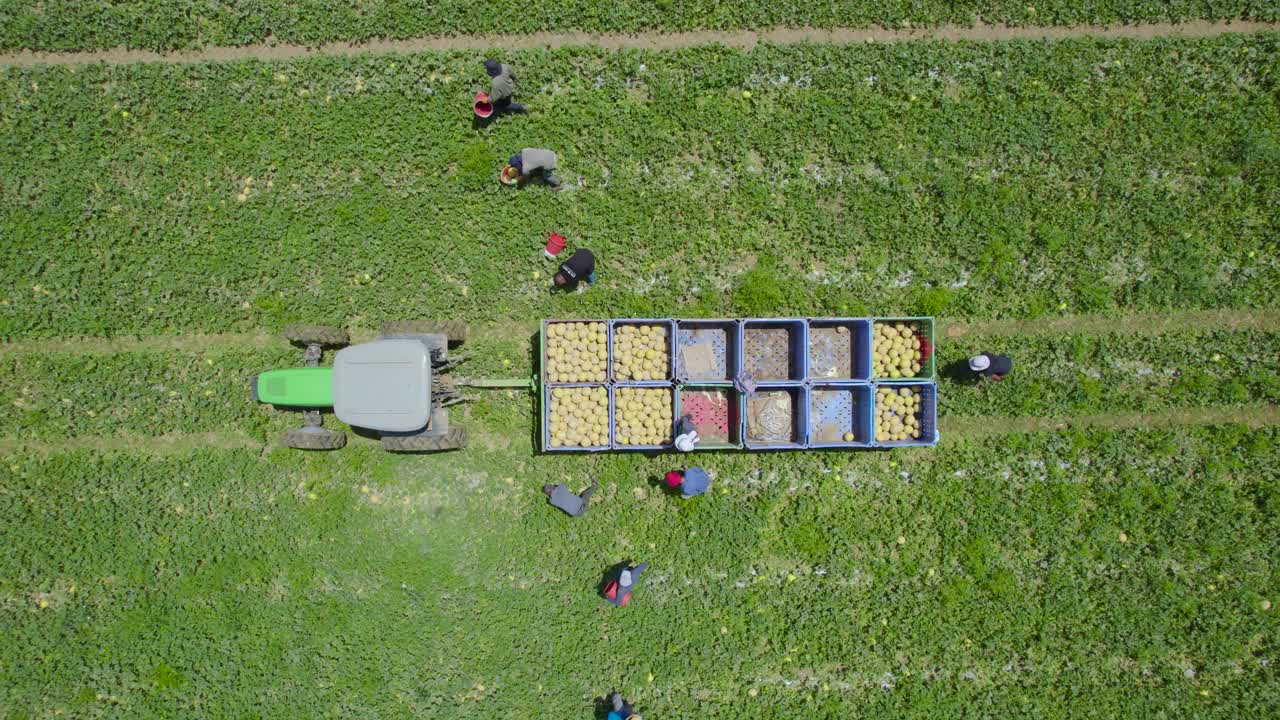 이스라엘 sdot negev에서 멜론 수확의 최고 샷