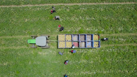 top shot of melon's harvest at sdot negev, israel