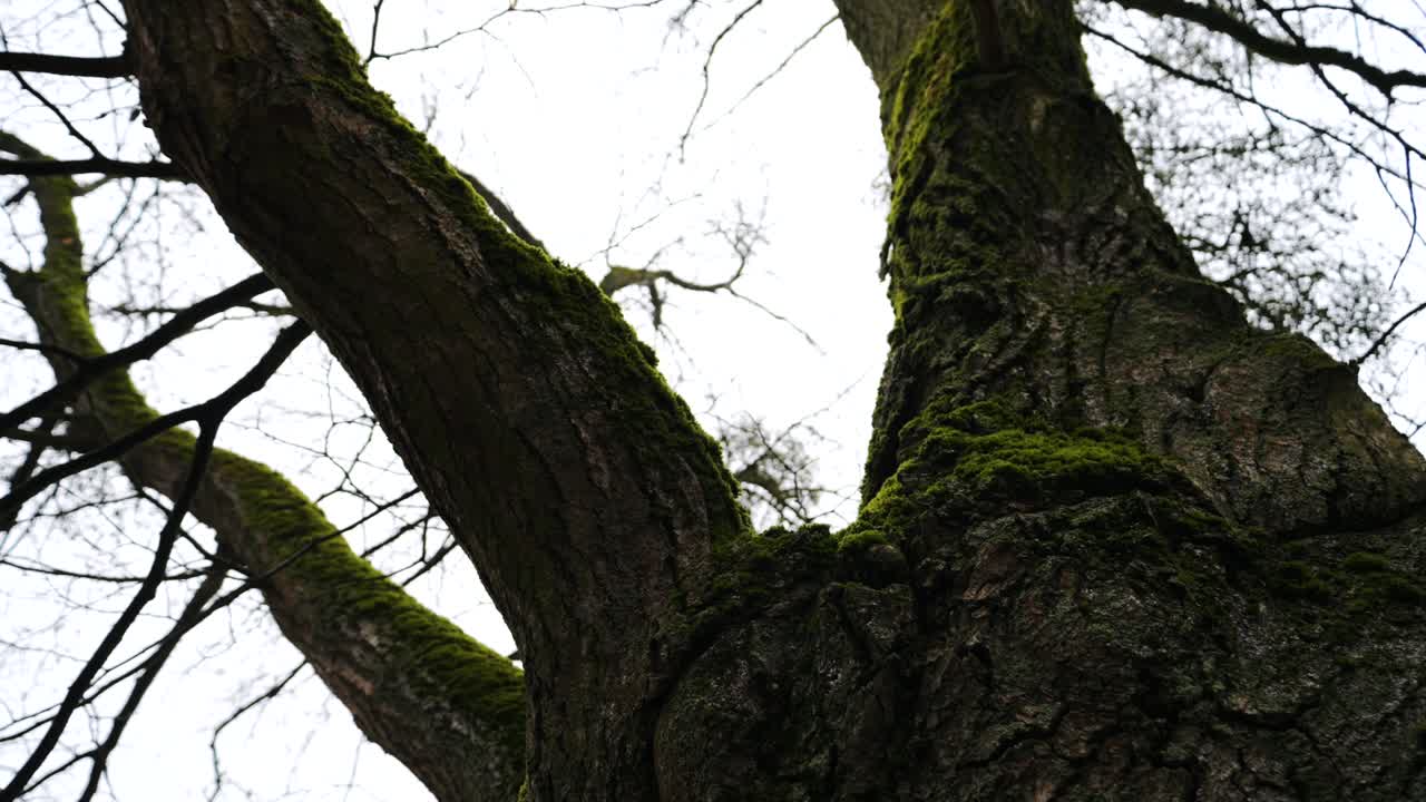 숲 속에서 자라는 낙나무의 줄기 위에서 보이는 모습. 이 그 두꺼운 가지들을 고 있다.