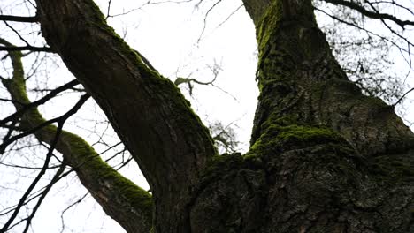 vista de la corona de un árbol de hoja caduca que crece en el bosque. el musgo cubre sus gruesas ramas