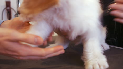 groomer drying a dog