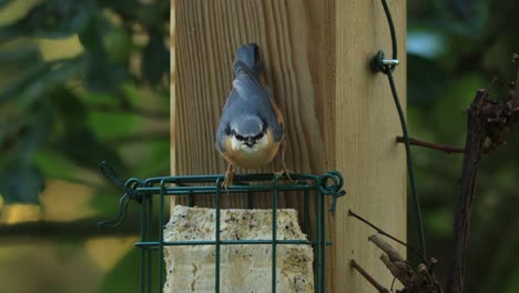 Wild-colorful-tree-creeper-feeding-from-a-block-of-fat-filled-with-seeds-moving-quickly-and-picking-the-food-with-its-sharp-pointy-beak