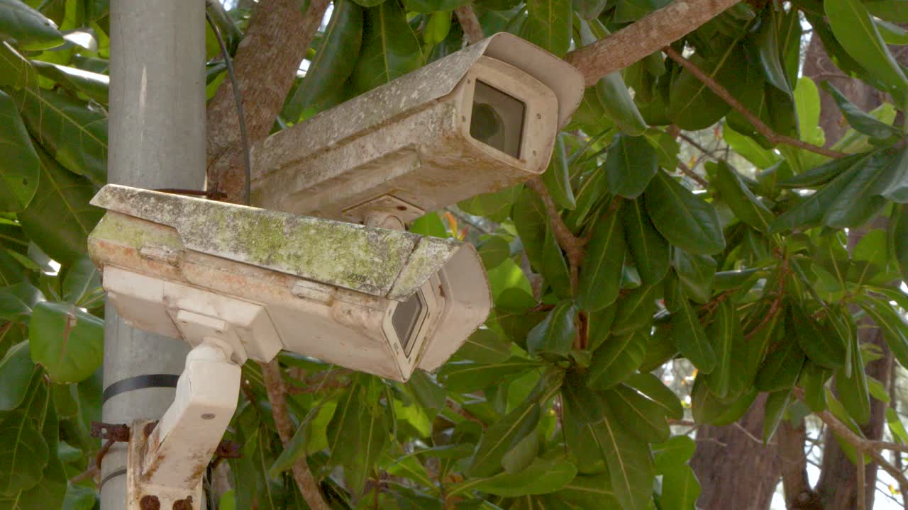 Telecamere di sorveglianza usurate monitorano un'area esterna tropicale da un palo tra alberi verdi