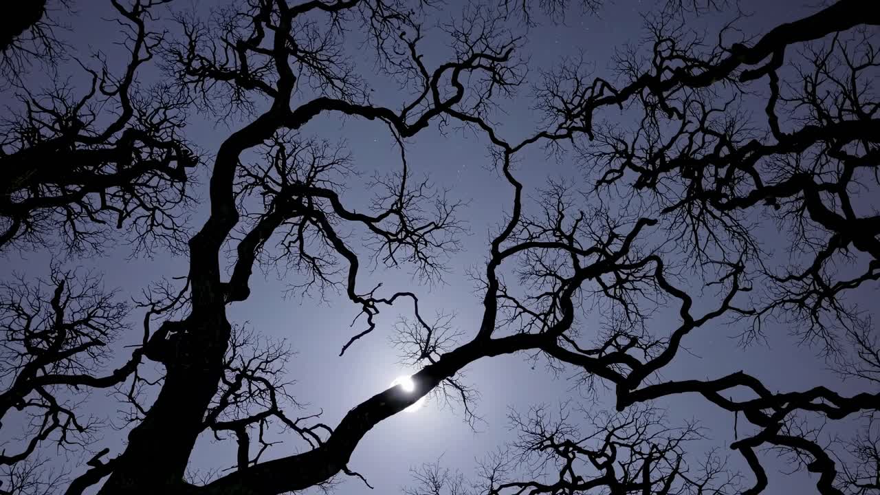 Silhouetted branches against a full moon, captured from a low-angle
