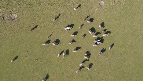vista aérea de pájaros de la manada de búfalos caminando por los pastizales en bangladesh